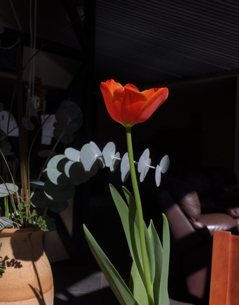 Tulip Mania: Why is the tulip so timeless?